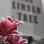 Linden Tree