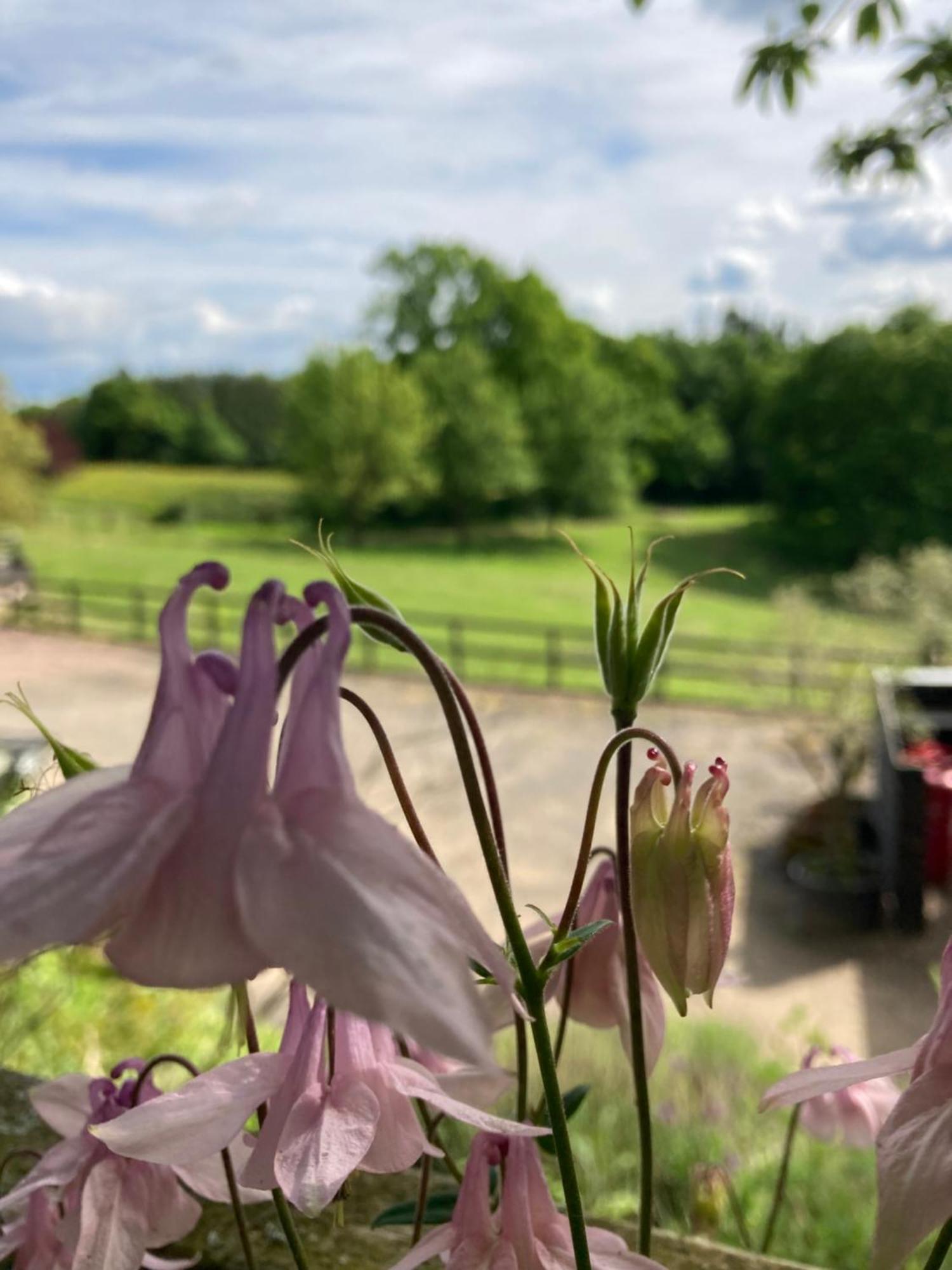 Lavender Chalet