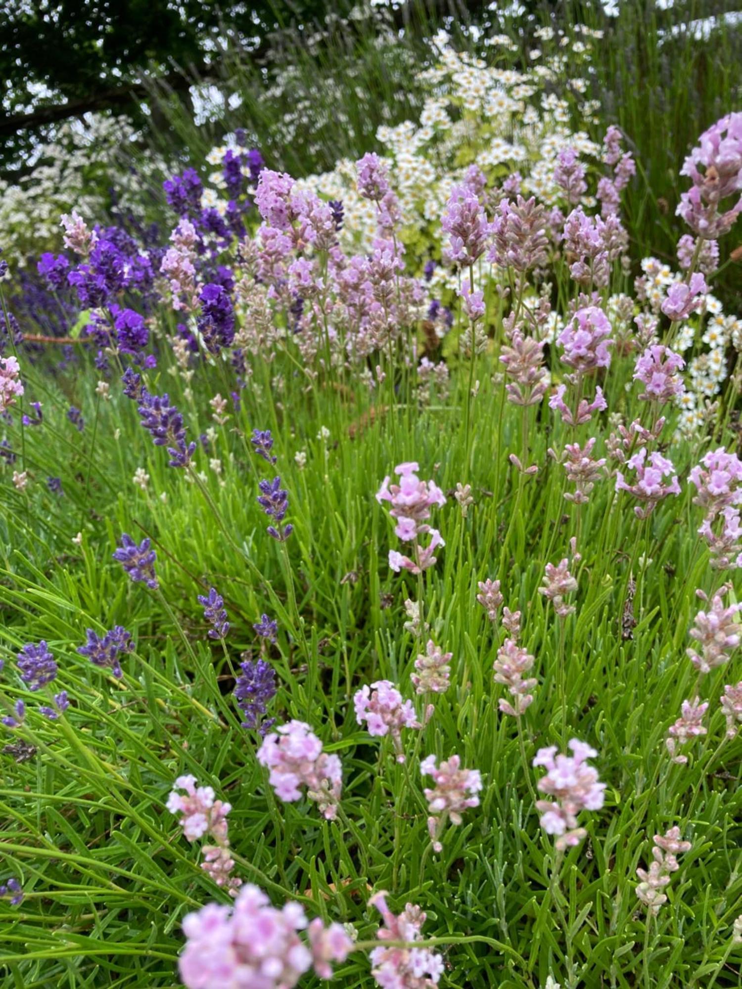 Chalet Lavender *